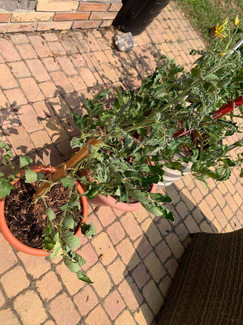 Dry-To-Soaked Soil Stresses Tomatoes Fast Dry-To-Soaked Soil Stresses Tomatoes Fast