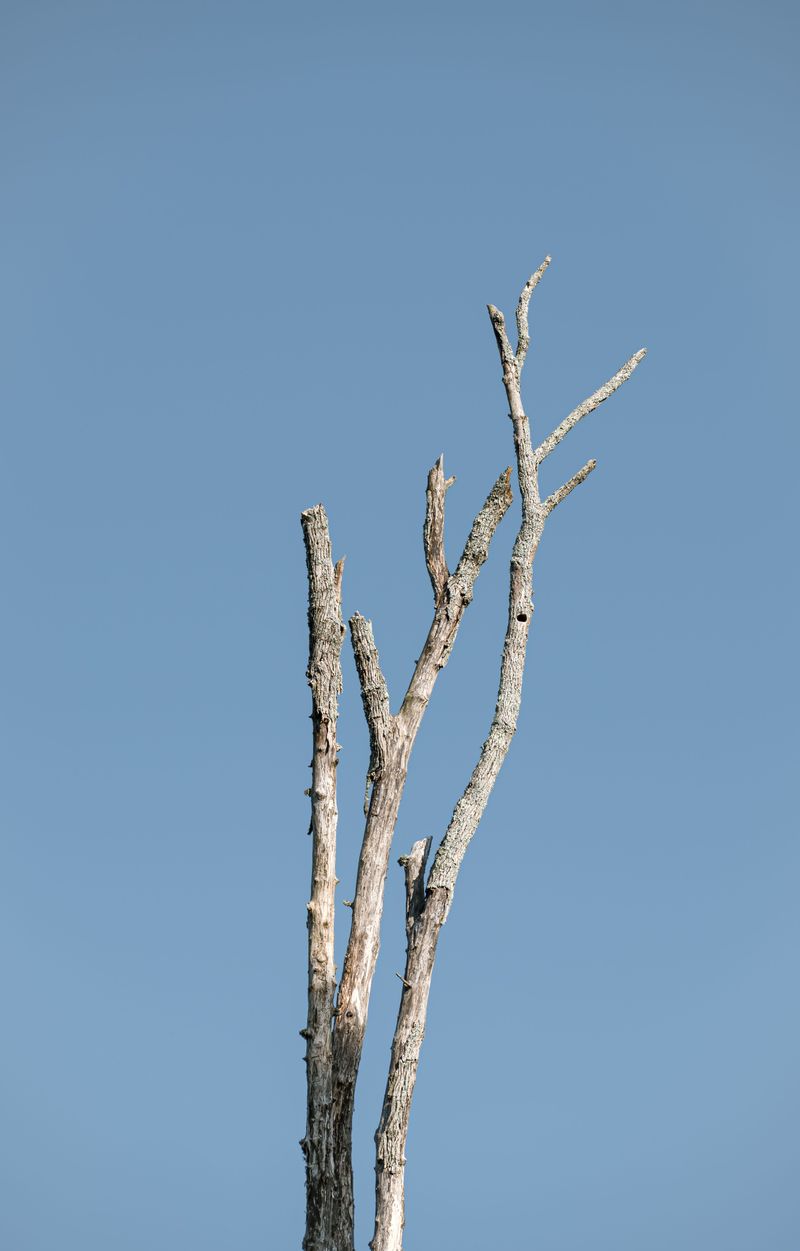 Dry Trees Raise The Stakes