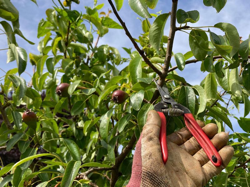 Dry Weather Makes Cuts Safer