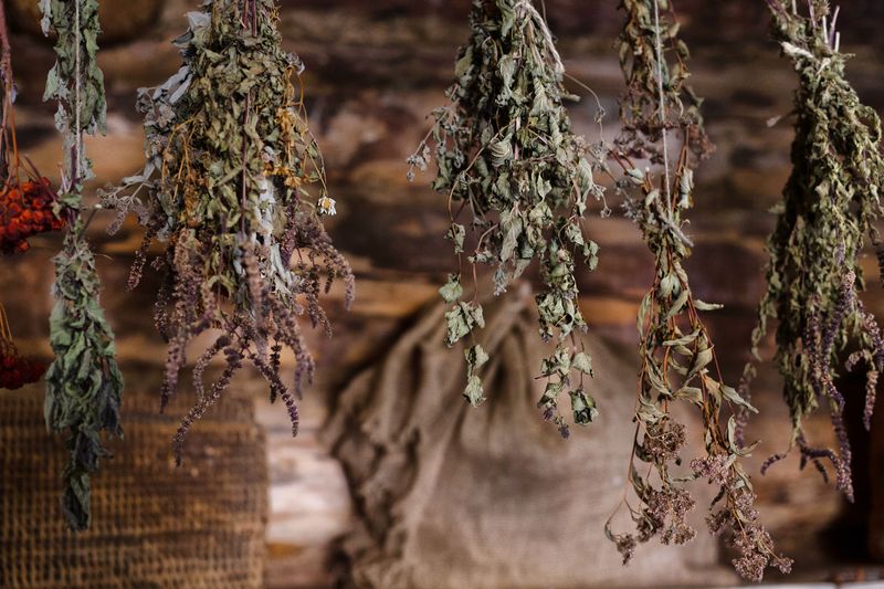 Drying And Storing Leaves For Year Round Use Drying And Storing Leaves For Year Round Use
