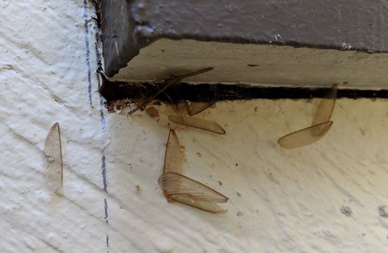 Drywood Termites Emerging From Wood Drywood Termites Emerging From Wood