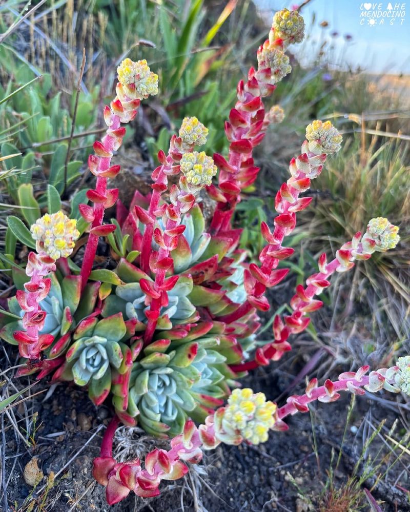 Dudleya 
