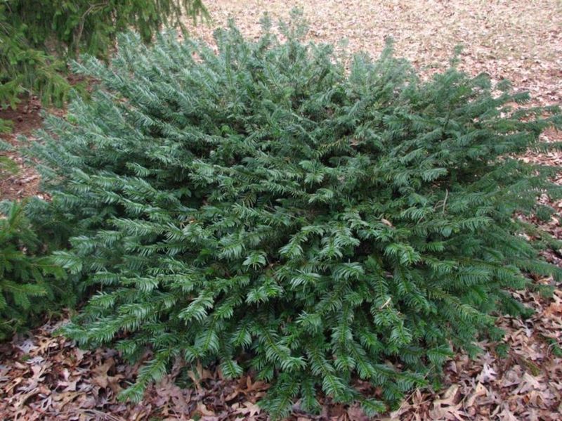 Duke Gardens Plum Yew Thrives In Warm Shade Duke Gardens Plum Yew Thrives In Warm Shade