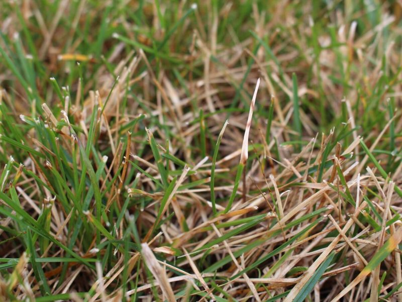 Dull Mower Blades Tear Stressed Grass Dull Mower Blades Tear Stressed Grass