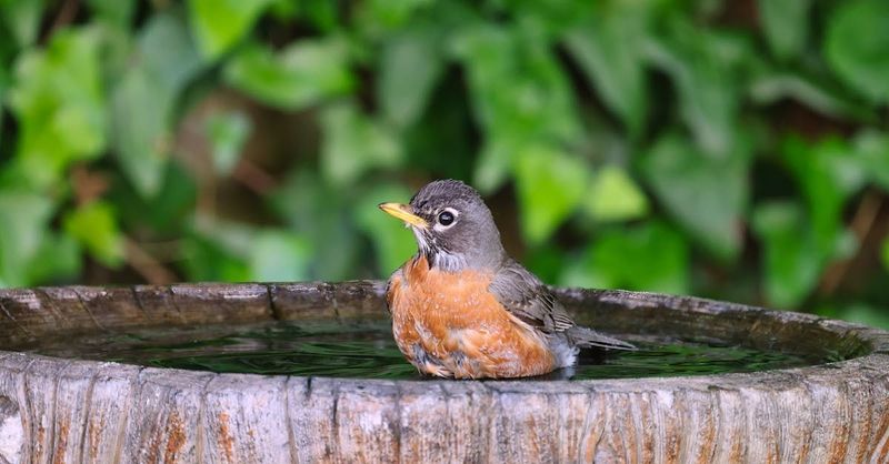 Dump And Refill Before Larvae Become Adults