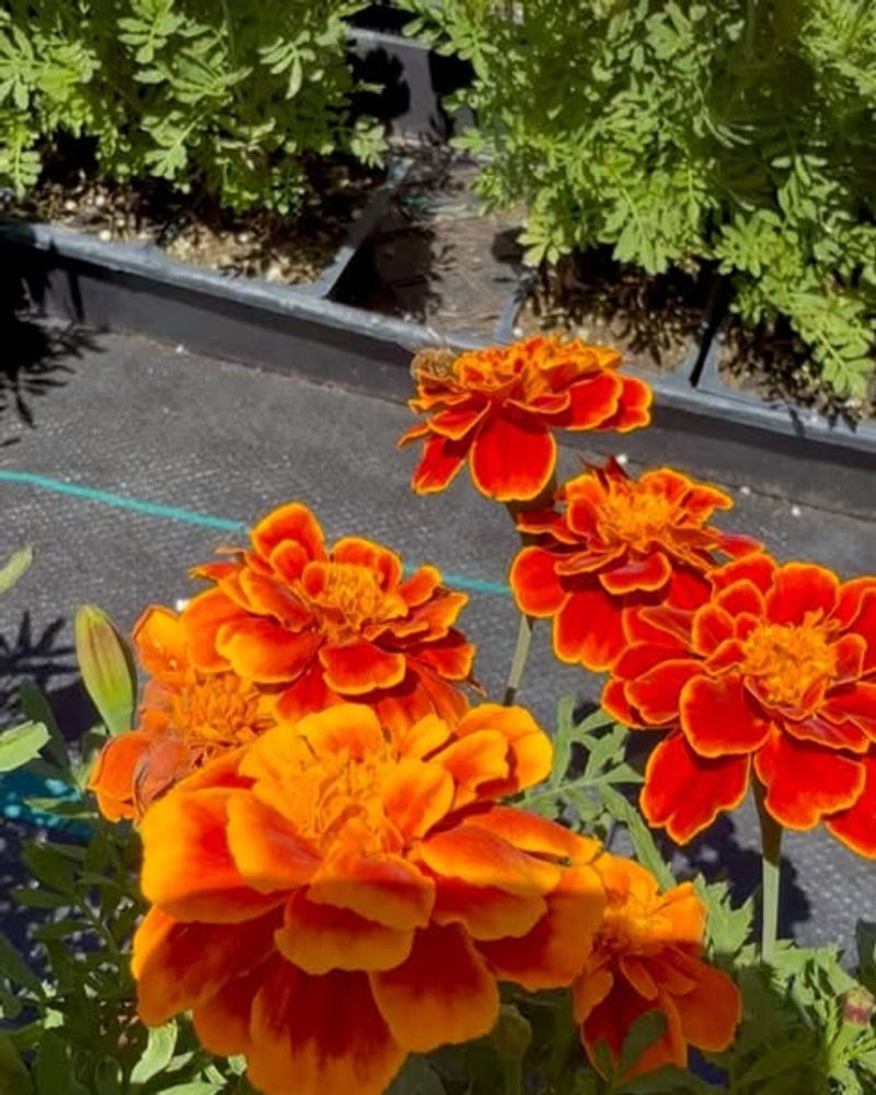 'Durango' Handles Hot Inland Gardens 'Durango' Handles Hot Inland Gardens