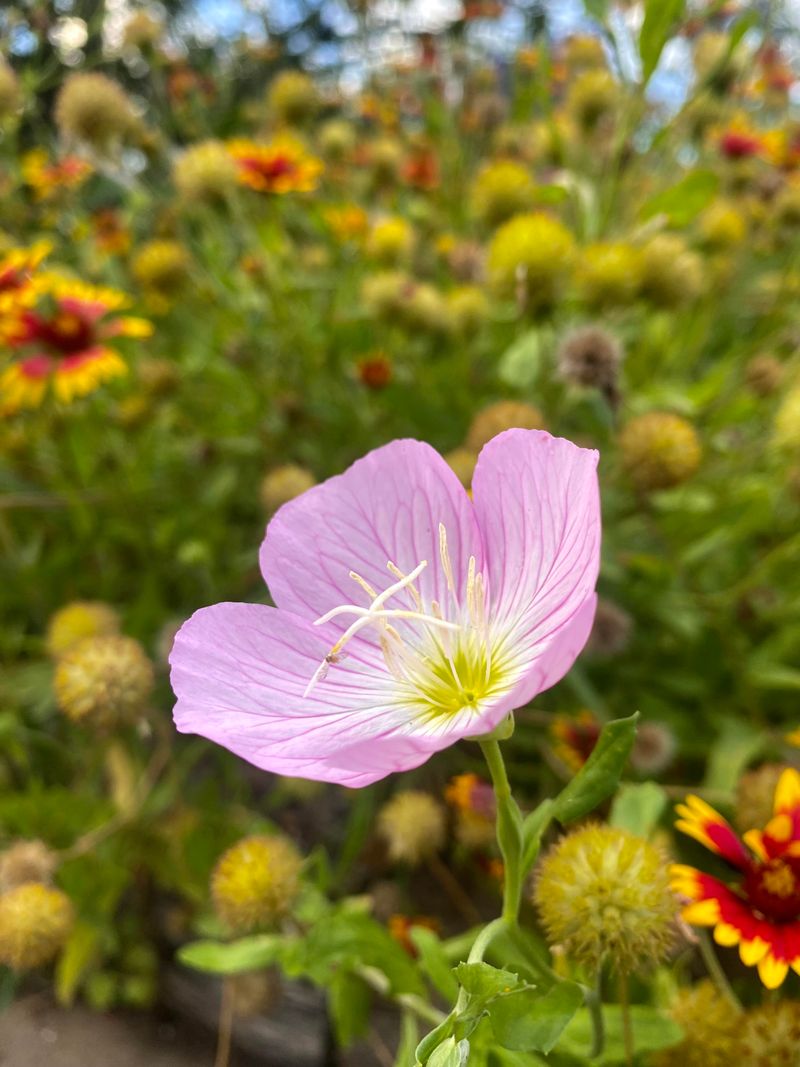 Dusk Blooms Open The Buffet