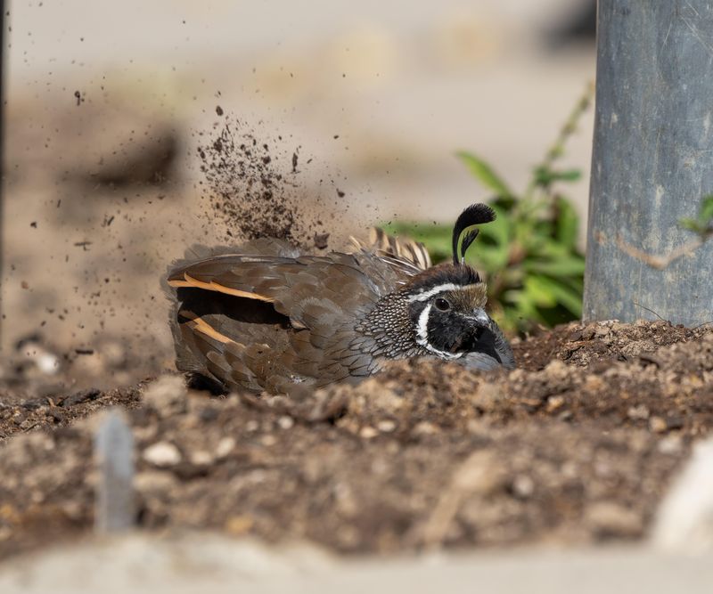 Dust Baths Remove Parasites And Excess Oil Dust Baths Remove Parasites And Excess Oil