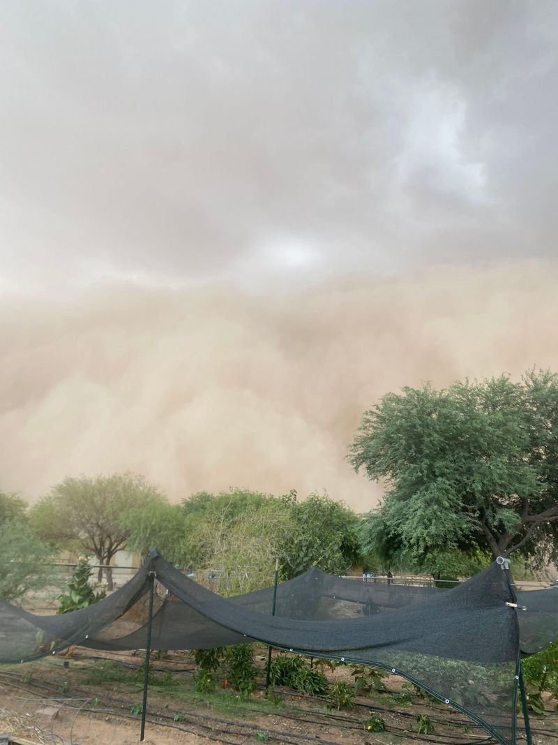 Dust Blocks Sunlight And Slows Plant Growth Dust Blocks Sunlight And Slows Plant Growth