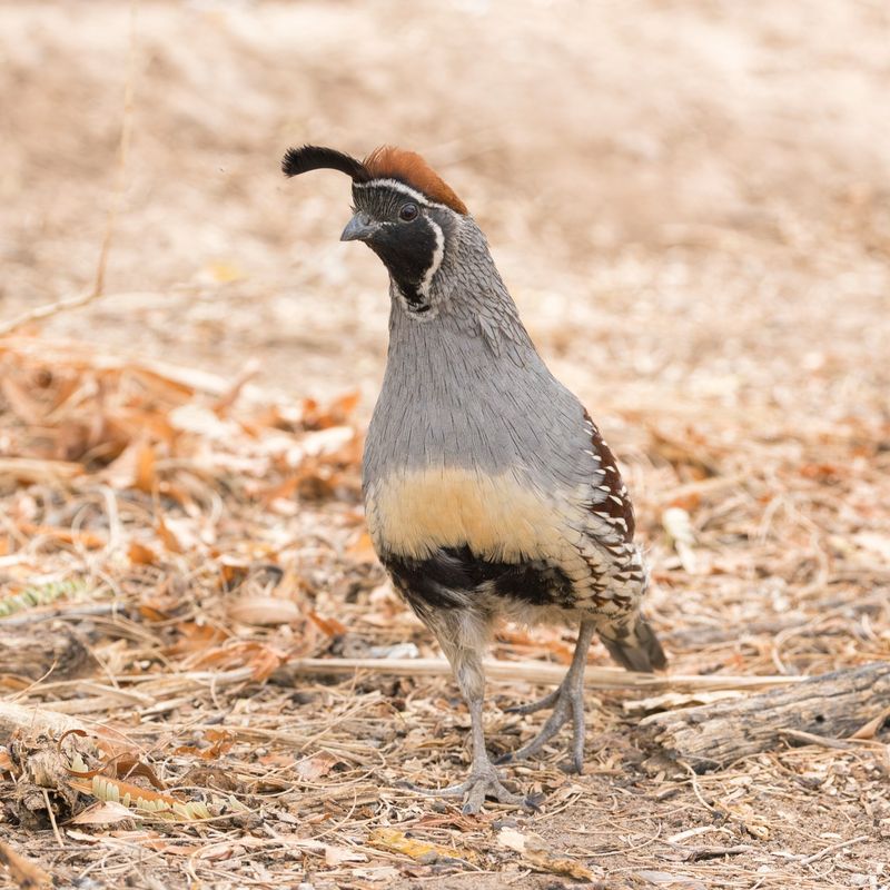 Dusty Ground Offers Bathing Space Dusty Ground Offers Bathing Space