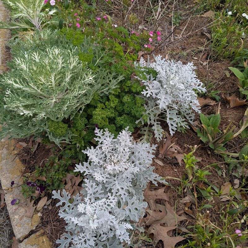 Dusty Miller Does Not Always Keep Its Best Silver Appearance Dusty Miller Does Not Always Keep Its Best Silver Appearance
