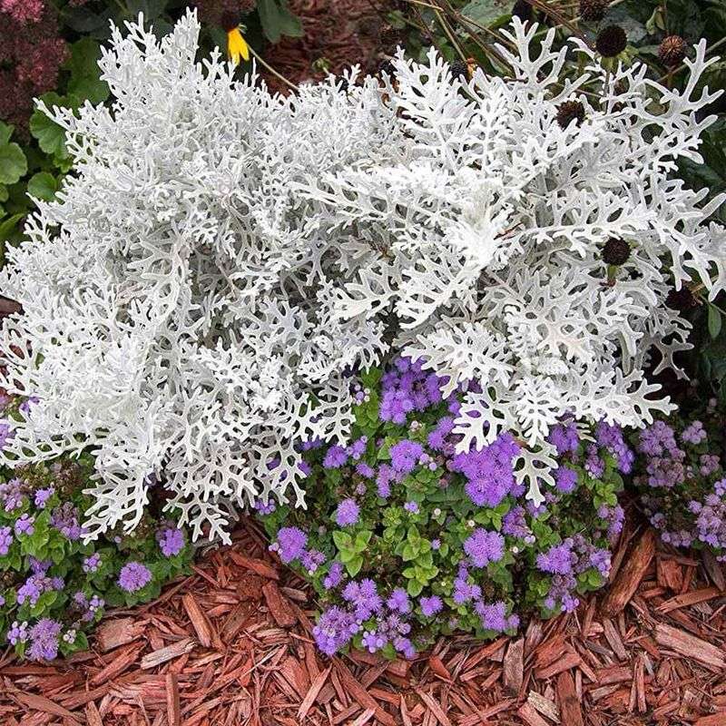 Dusty Miller Is Not Native To North Carolina Dusty Miller Is Not Native To North Carolina
