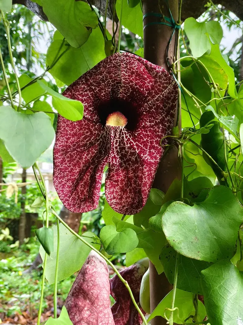 Dutchman's Pipe Dutchman's Pipe