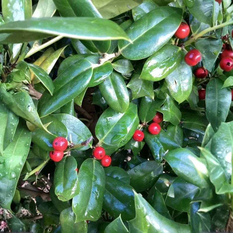 Dwarf Burford Holly Dwarf Burford Holly