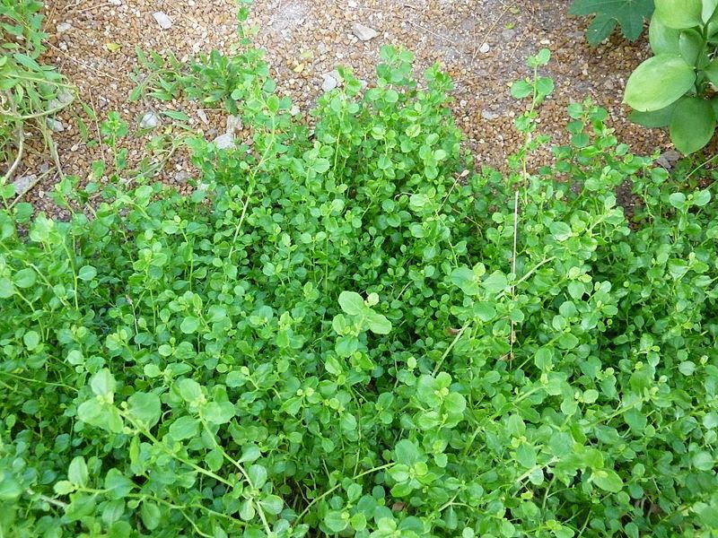 Dwarf Coyote Brush Holds Tough Yard Edges