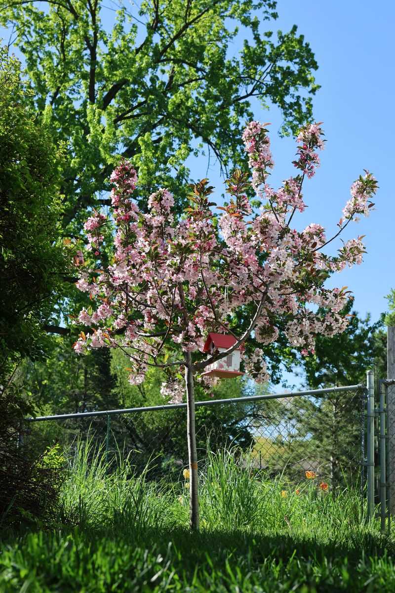 Dwarf Crabapple