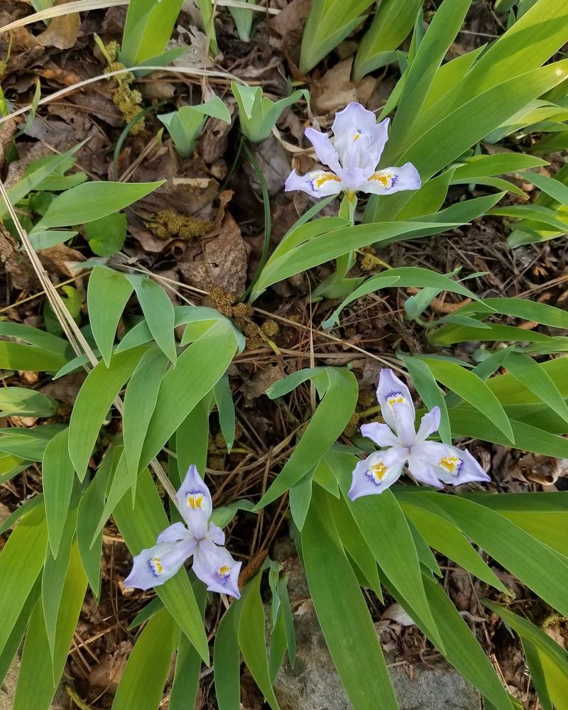 Dwarf Crested Iris Blooms Before The Tree Canopy Fills In Dwarf Crested Iris Blooms Before The Tree Canopy Fills In