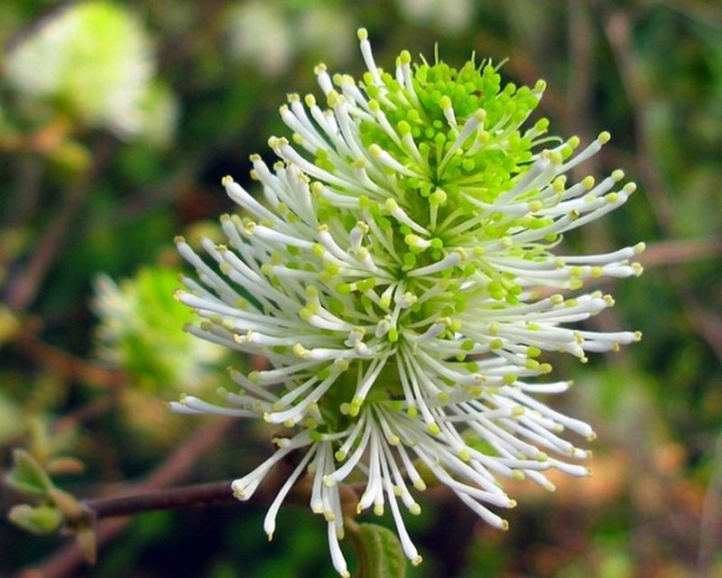 Dwarf Fothergilla Smells Like Honey In Early Spring Dwarf Fothergilla Smells Like Honey In Early Spring