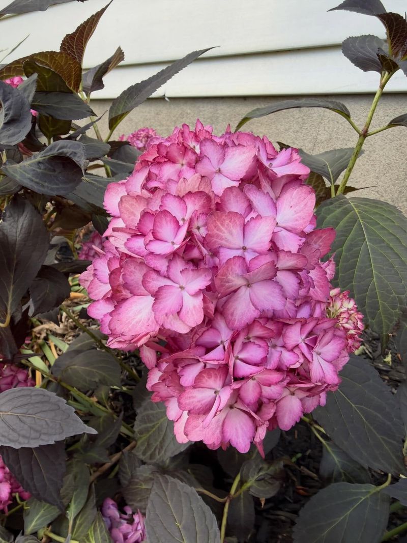Dwarf Hydrangea Needs Careful Spacing Dwarf Hydrangea Needs Careful Spacing