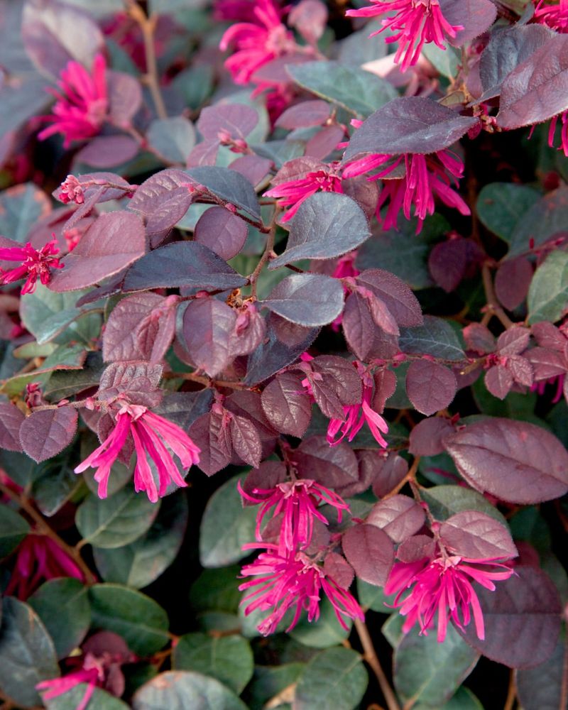 Dwarf Loropetalum Brings Purple Foliage And Spring Flowers Dwarf Loropetalum Brings Purple Foliage And Spring Flowers