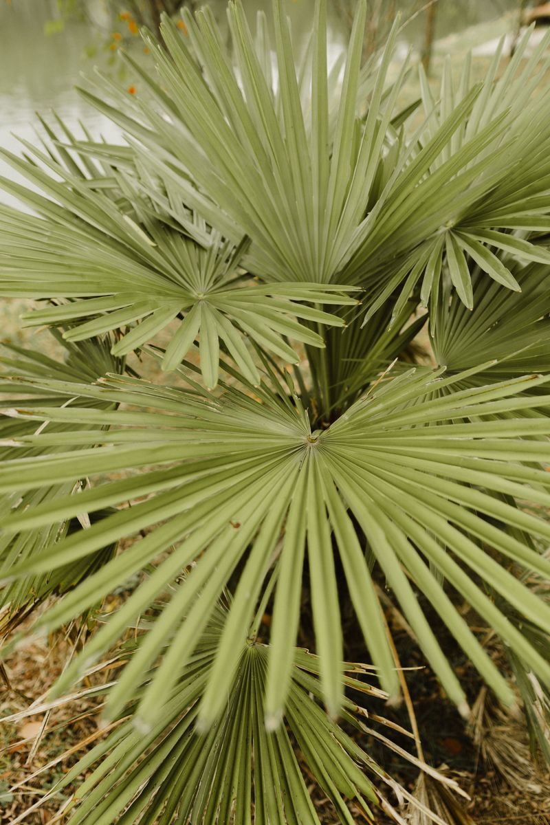Dwarf Palmetto (Sabal Minor) Dwarf Palmetto (Sabal Minor)