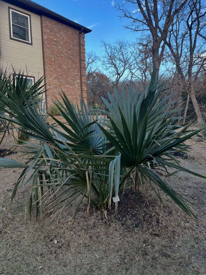 Dwarf Palmetto Dwarf Palmetto
