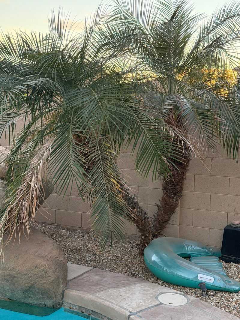 Dwarf Palms Give Shade Without Flower Drama Dwarf Palms Give Shade Without Flower Drama
