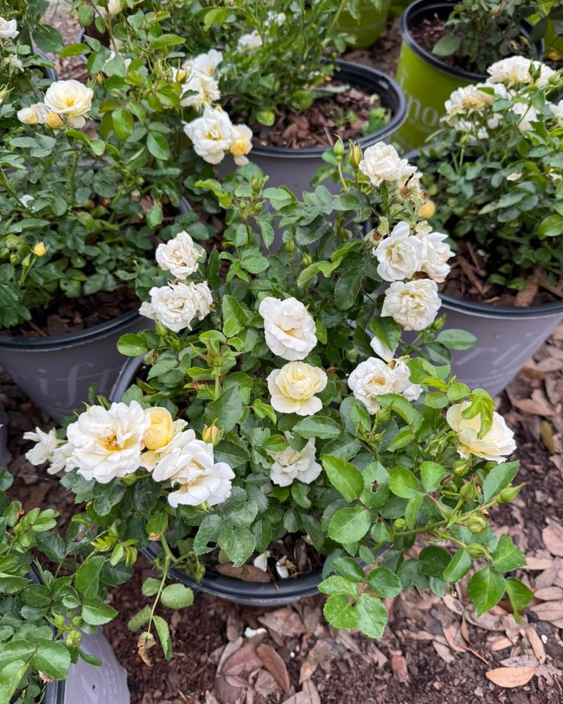 Dwarf Roses Scent Small Corners