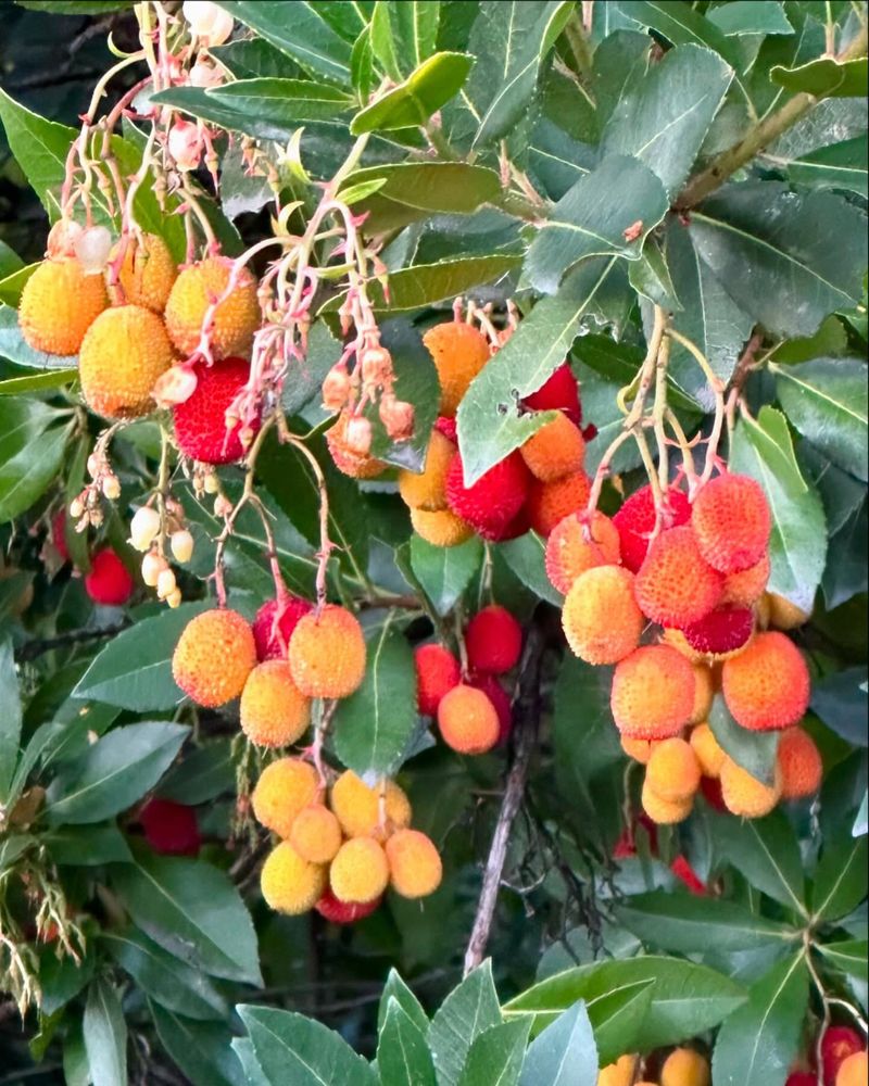 Dwarf Strawberry Tree Looks Polished Year-Round