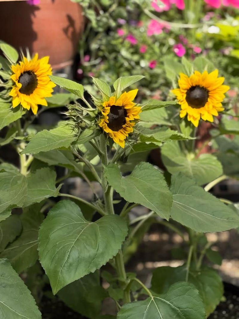 Dwarf Sunflowers Dwarf Sunflowers