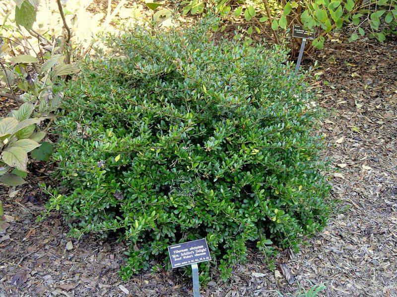 Dwarf Walter's Viburnum Rewards The Right Source