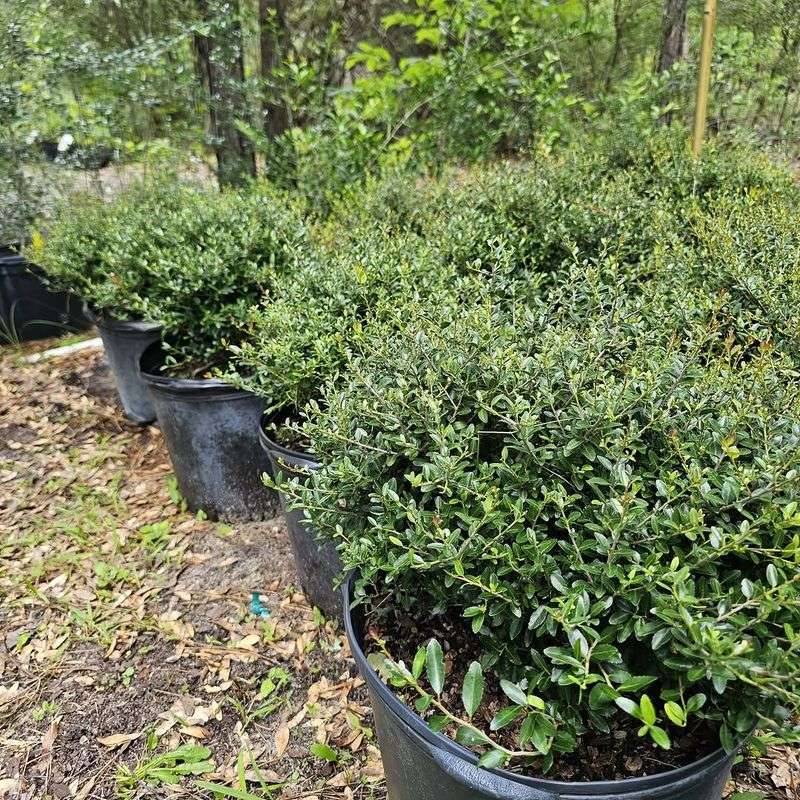 Dwarf Yaupon Holly Adds Durable Evergreen Structure Dwarf Yaupon Holly Adds Durable Evergreen Structure