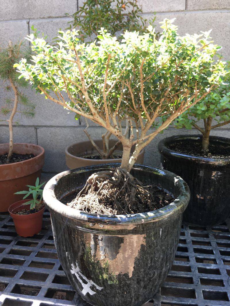 Dwarf Yaupon Holly Fits The Foundation Planting Mold Dwarf Yaupon Holly Fits The Foundation Planting Mold