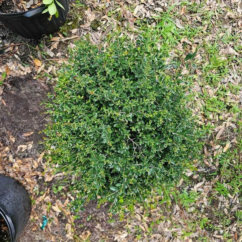 Dwarf Yaupon Holly Handles Sun And Summer Dryness Dwarf Yaupon Holly Handles Sun And Summer Dryness