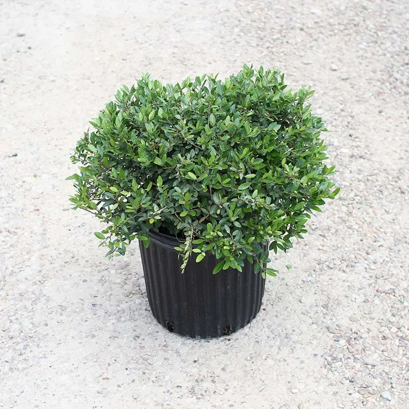 Dwarf Yaupon Holly Makes Containers Look Finished