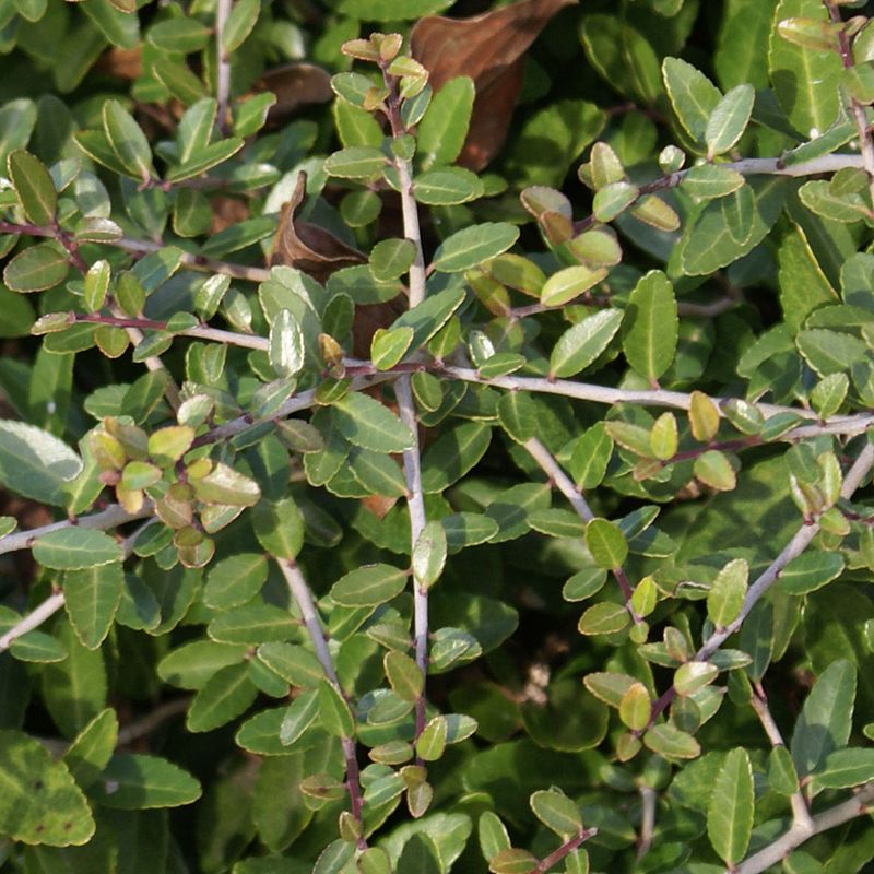 Dwarf Yaupon Holly Stays Clean And Green Dwarf Yaupon Holly Stays Clean And Green