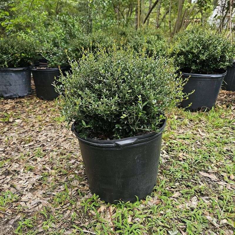 Dwarf Yaupon Holly Dwarf Yaupon Holly