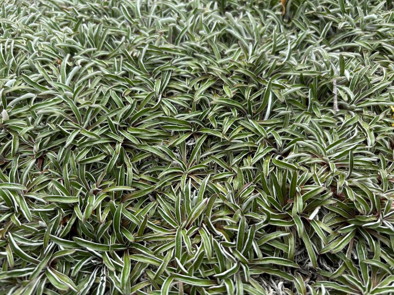 Dymondia Keeps A Tight Silver Mat