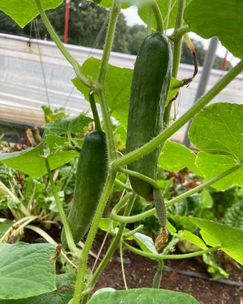 Each Cucumber Type Has A Different Ideal Harvest Size