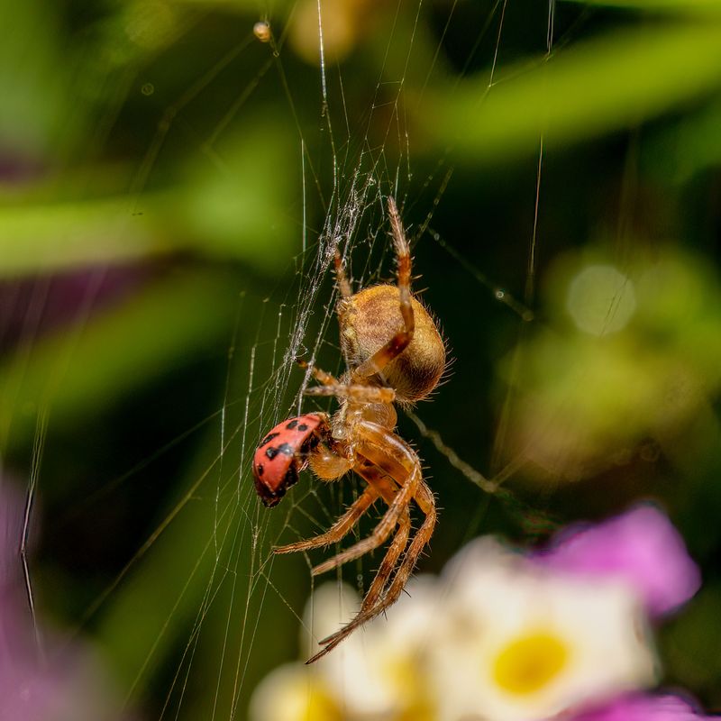 Each Web Traps Dozens Of Garden Pests Overnight Each Web Traps Dozens Of Garden Pests Overnight