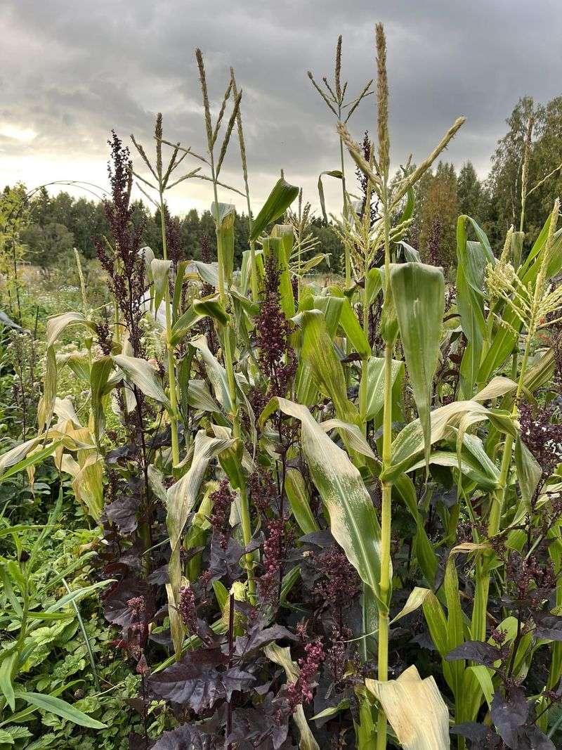 Earlier Frost Dates Widened The Planting Window Earlier Frost Dates Widened The Planting Window
