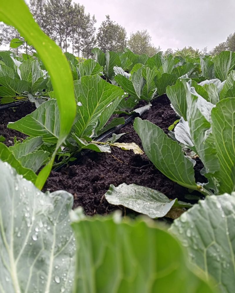 Earlier Planting Builds The Leaves Needed For Firm Heads Earlier Planting Builds The Leaves Needed For Firm Heads