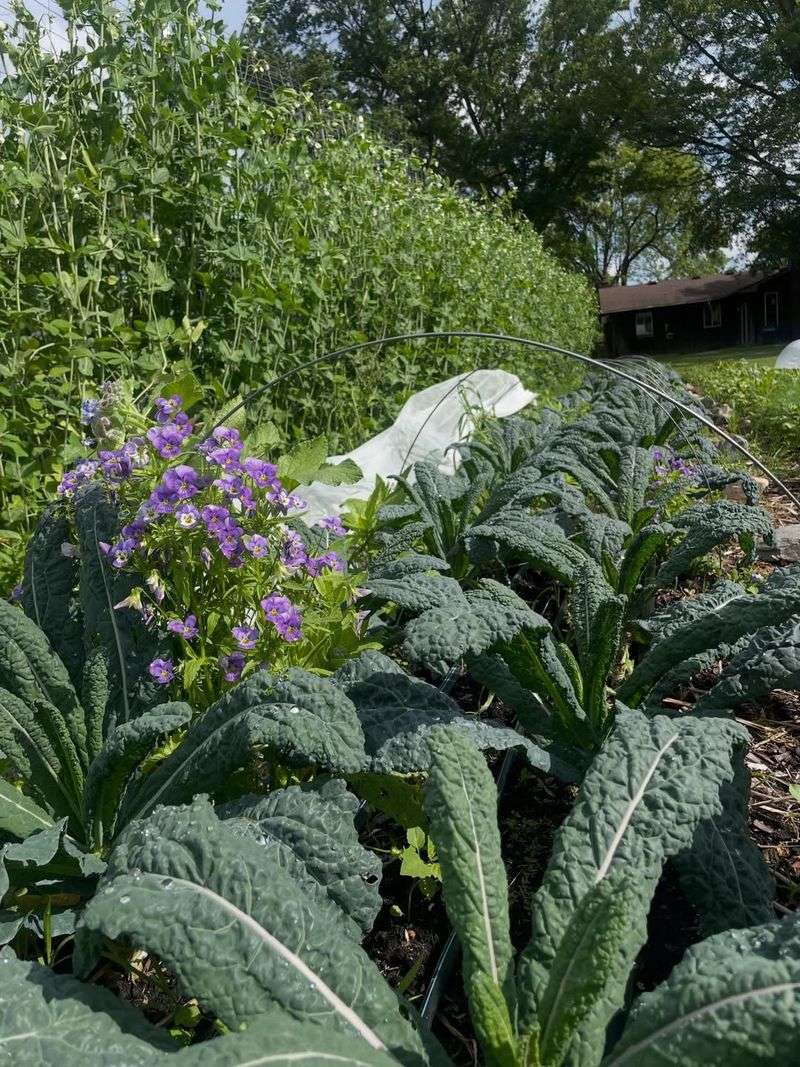 Earlier Planting Creates A Longer Harvest Period Earlier Planting Creates A Longer Harvest Period