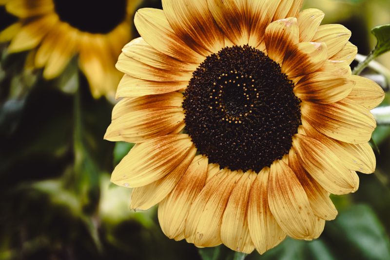 Early Black Heart Sunflower Early Black Heart Sunflower