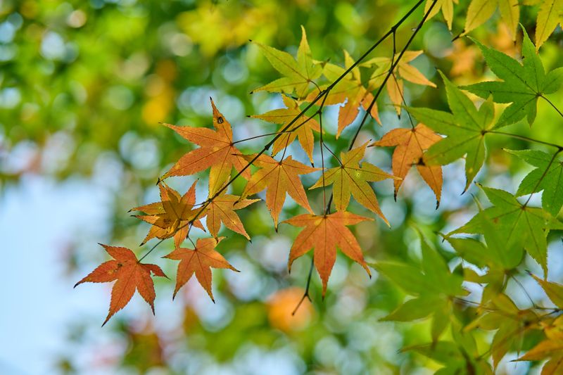 Early Color Does Not Always Mean A Tree In Trouble Early Color Does Not Always Mean A Tree In Trouble