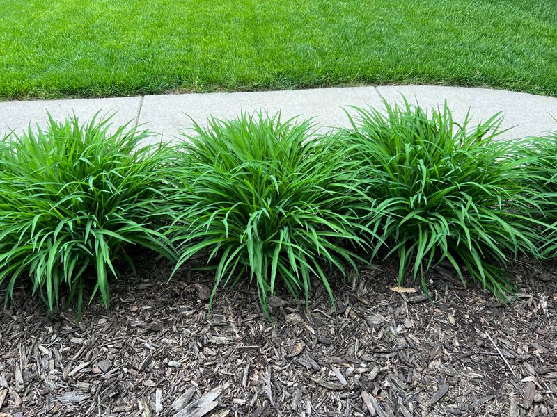 Early Division Gives Roots Ample Time To Settle Early Division Gives Roots Ample Time To Settle