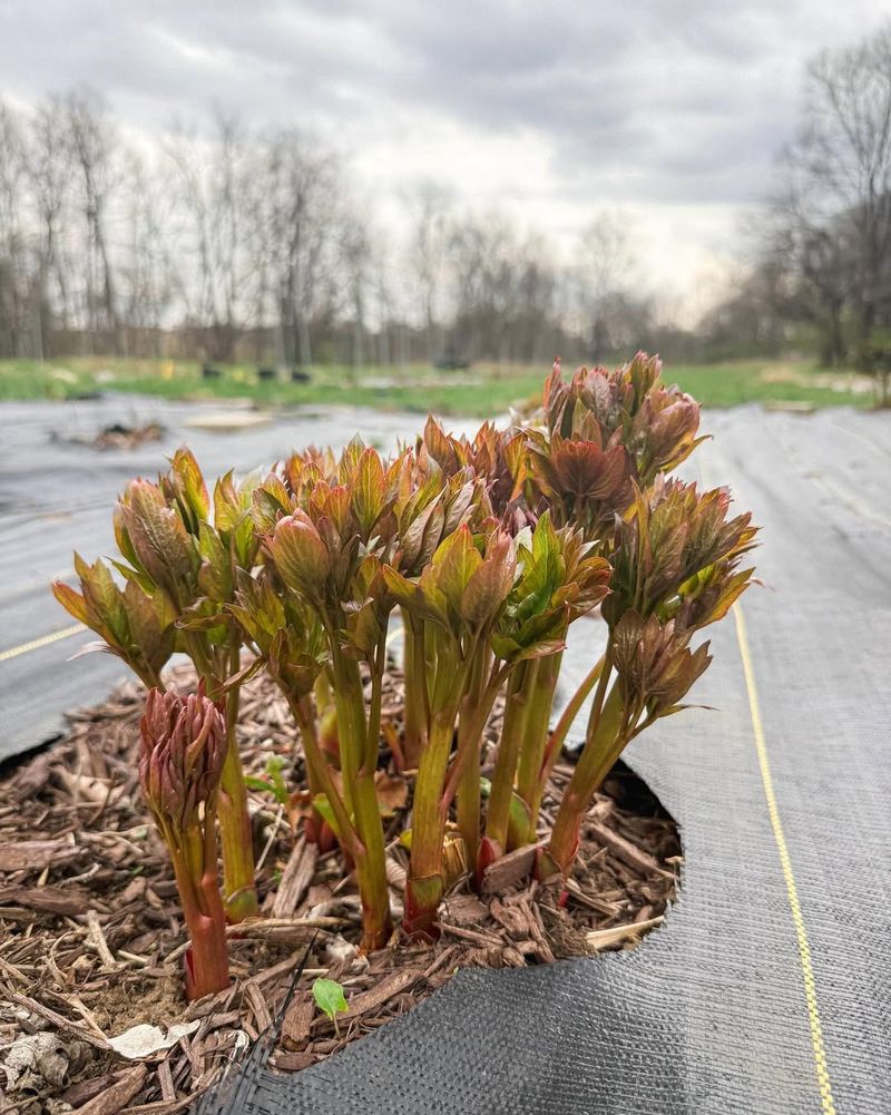 Early Fall Is Safer Than Spring For Dividing Michigan Peonies Early Fall Is Safer Than Spring For Dividing Michigan Peonies