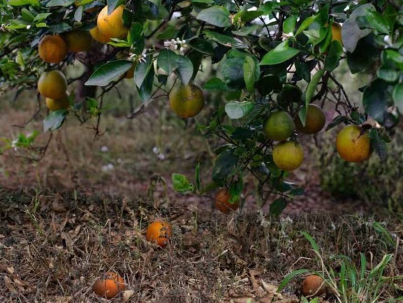 Early Fruit Drop Points To Heat Stress Early Fruit Drop Points To Heat Stress