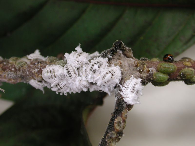 Early Identification Keeps Palms From Becoming A Mess