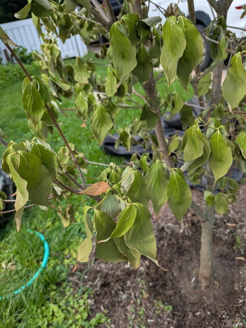 Early Leaf Drop Signals Heat Stress Early Leaf Drop Signals Heat Stress